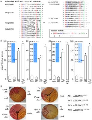 New Perspectives on Plant Adenylyl Cyclases